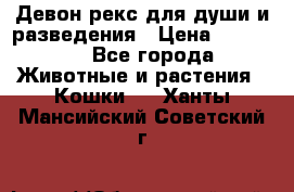 Девон рекс для души и разведения › Цена ­ 20 000 - Все города Животные и растения » Кошки   . Ханты-Мансийский,Советский г.